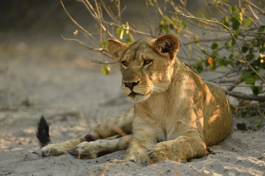 Lioness (Panthera leo), young animal rests in the shade of a bush, Chobe National Park, Chobe District, Botswana
