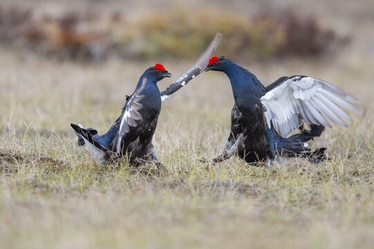 Black grouse (Lyrurus tetrix), black grouse courtship in Sweden, F&aring;gelsj&ouml;, G&auml;vleborgs l&auml;n, Sweden