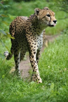 Sudan cheetah (Acinonyx jubatus soemmeringii), captive, walking, Germany