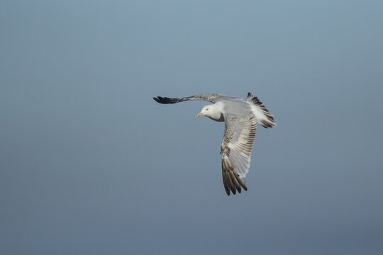 Herring gull (Larus argentatus) adult seagull bird in flight, England, United Kingdom