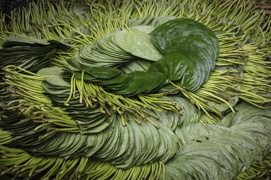 Betel leaves in a shop at Sadarghat, river quay at Buriganga, Dhaka, Bangladesh