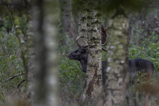 This year a black fallow deer (Dama dama) can often be observed on the rutting ground, unfortunately I only manage one usable photo, rutting, mating season, deer rutting, autumn, October, Germany