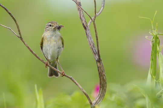 The willow warbler (Phylloscopus trochilus) parents bring food for the young birds every minute, rearing young, bird brood, Germany