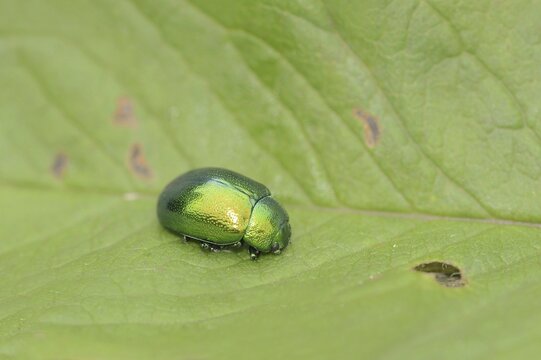 Mint leaf beetle (Chrysolina herbacea), leaf beetle, North Rhine-Westphalia, Germany