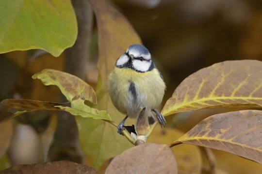 Blue tit (Cyanistes caeruleus) adult garden bird in a Magnolia tree with autumn colour leaves, England, United Kingdom