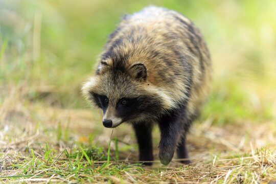 A targeted raccoon dog running through the grass with a keen view of the surrounding area, raccoon dog, (Nyctereutes procyonoides), wildlife, Western Pomerania Lagoon Area National Park, Zingst, Mecklenburg-Western Pomerania, Germany