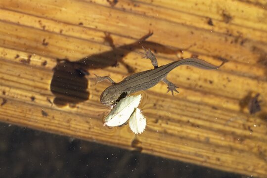 Smooth or Common newt (Lissotriton vulgaris) adult amphibian coming up to breath air from the water surface of a pond, England, United Kingdom