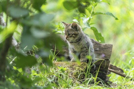 A kitten sits on a moss-covered log and looks thoughtful, wildcat (Felis silvestris), kittens, Germany