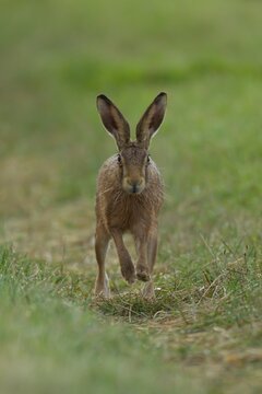 European brown hare (Lepus europaeus) adult animal running in grassland in summer, England, United Kingdom