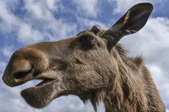 Elk (Alces alces), animal portrait in front of blue sky, Sweden