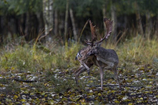 If there are no fallow deer or rivals in the vicinity of the rutting area, the fallow deer (Dama dama) also return to peace and quiet, rutting, mating season, deer rut, autumn, October, Germany