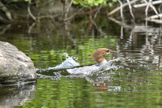 Common merganser. Mergus merganser. A female dives in a lake from a rock. Lake Wapizagonke. La Mauricie national park. Province of Qu&eacute;bec. Canada