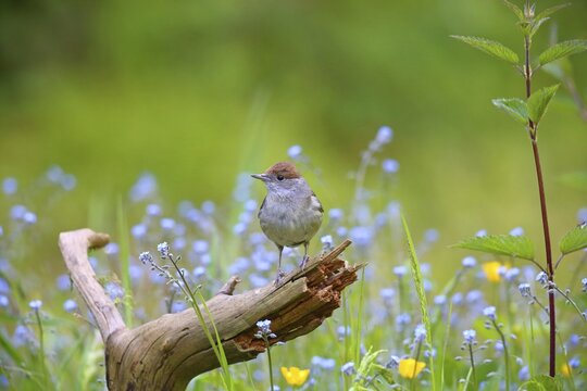Blackcap (Sylvia atricapilla) , Female sitting on a root, Solms, Hesse