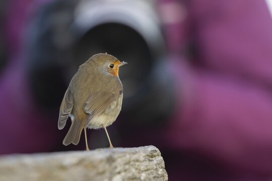 European robin (Erithacus rubecula) adult garden bird seemingly posing in front of a camera, Norfolk, England, United Kingdom