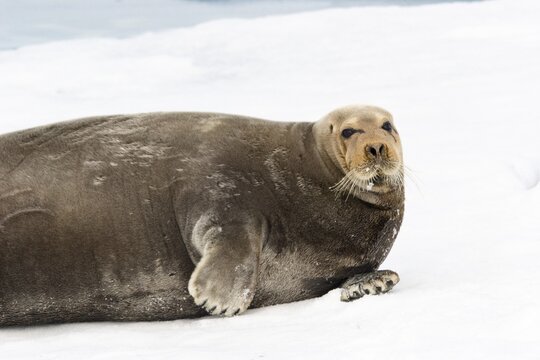 Bearded Seal or Square Flipper Seal (Erignathus barbatus) on an ice floe, Spitsbergen, Norway