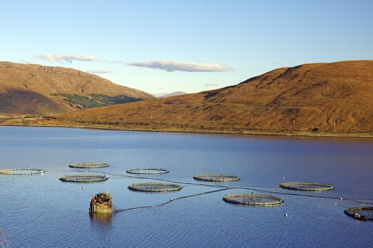 Round fish farm structures float in the calm waters of a loch, illuminated by orange evening light, October, Cullins, Hebrides, Isle of Skye, Hebrides, Scotland, United Kingdom