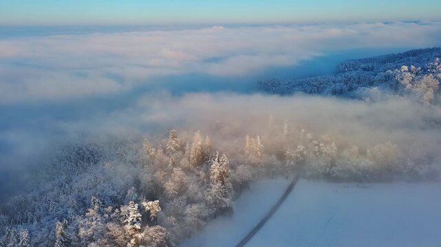 Aerial Drone View of Snow Covered Forest Above Mystical Fog