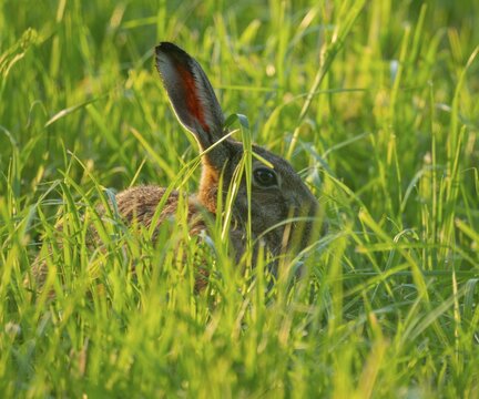 European hare (Lepus europaeus) sitting in a green meadow, wildlife, Lower Saxony, Germany