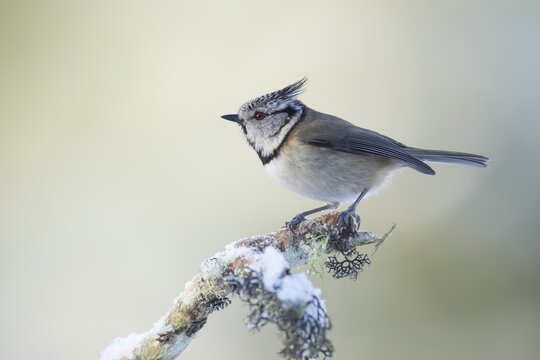 Crested tit Lophophanes cristatus adult bird on a snow covered tree branch in winter, Scotland, United Kingdom
