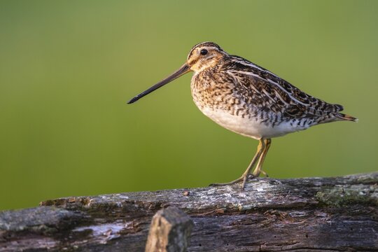 Common Snipe (Gallinago gallinago), wet meadow, Ochsenmoor, Lake D&uuml;mmer, Lembruch, Lower Saxony, Germany
