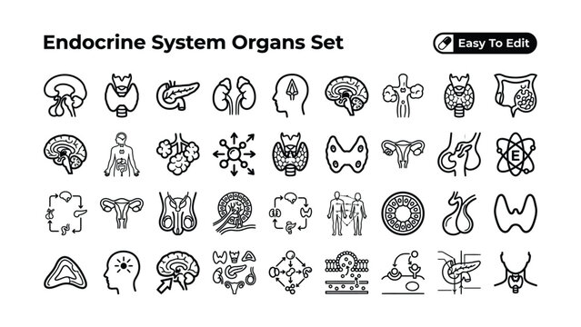 Endocrine system organs human body anatomy icons set  medical illustration  health and biology graphics  educational line art    organ and gland symbols