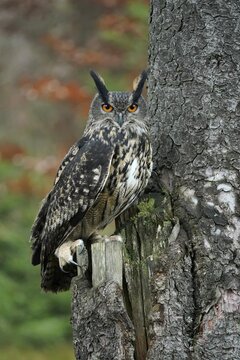 Eurasian eagle-owl (Bubo bubo), sitting on a tree, Czech Republic