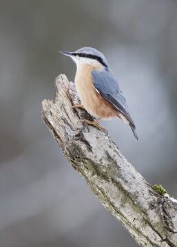 Nuthatch (Sitta europaea)