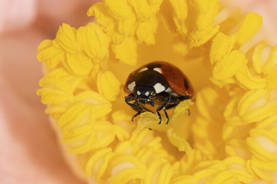 Seven-spot ladybird or ladybug (Coccinella septempunctata) adult insect on a garden Camellia flower in springtime, England, United Kingdom