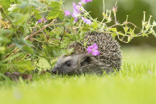 European hedgehog (Erinaceus europaeus) adult animal on a grass lawn under a pink flowering geranium flower in a garden in summer, England, United Kingdom
