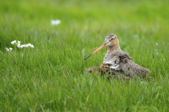 Black-tailed Godwit (limosa limosa) humming young birds in wet meadow, Lake D&uuml;mmer, Ochsenmoor, H&uuml;de, Lower Saxony, Germany