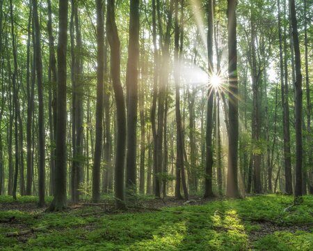 Light-flooded natural old beech forest, sun shining through morning mist, Hohe Schrecke mountain range, Thuringia, Germany