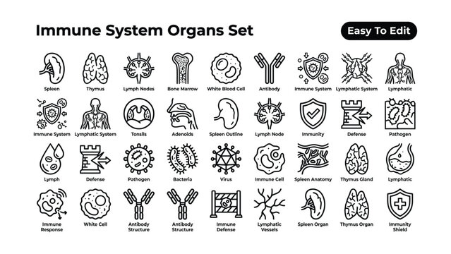 Immune system organs set easy to edit vector illustration  medical education  anatomy  health  biology  science  organ icons