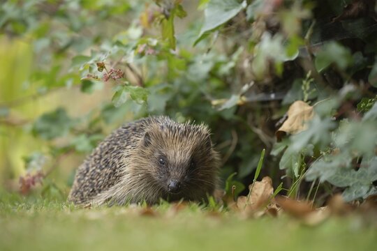 European hedgehog (Erinaceus europaeus) adult animal on a garden grass lawn next to a flower border, Suffolk, England, United Kingdom
