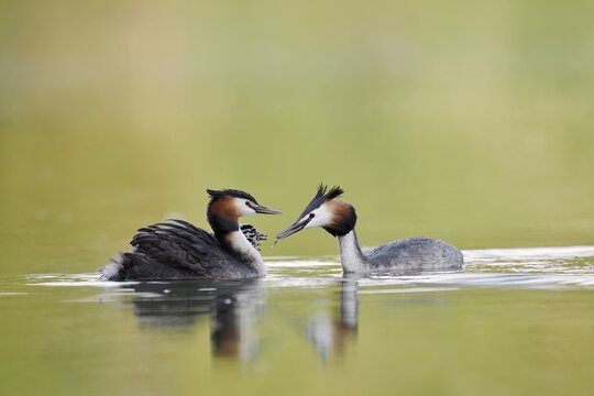 Great Crested Grebe (Podiceps cristatus), pair with chicks, North Rhine-Westphalia, Germany