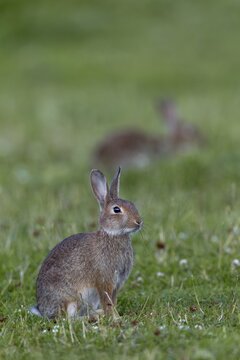 While the young wild rabbit (Oryctolagus cuniculus) secures itself, others can devote themselves to foraging, young animal, animal children, Germany