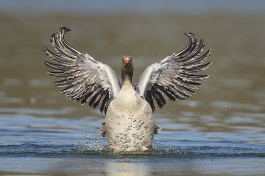 Greylag goose ( anser anser) beats with the wings, plumage care, swimming on a lake, Hannover, Lower Saxony, Germany