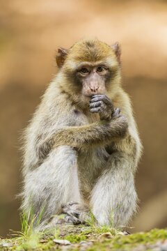 Barbary Macaque (Macaca sylvanus), adult, captive, Rhineland-Palatinate, Germany