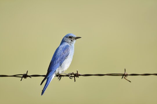 Mountain Bluebird (Sialia currucoides), male sitting on barbed wire fence, Waterton Lakes National Park, Alberta, Canada