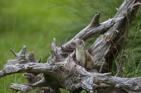 Stoat (Mustela erminea), on an old root, captive, Germany
