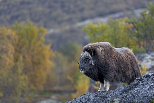 Musk oxen (Ovibos moschatus) are impressive animals and it is a great pity that the Norwegians have a rigorous population management, as there are other national parks besides Dovrefjell that are suitable, autumn, Ruska, autumn colours, tundra landscape, Norway