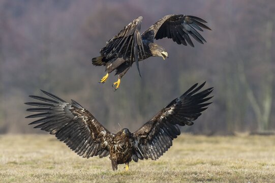 Two young white-tailed eagles (Haliaeetus albicilla) fighting for prey in flight, winter, Kutno, Poland