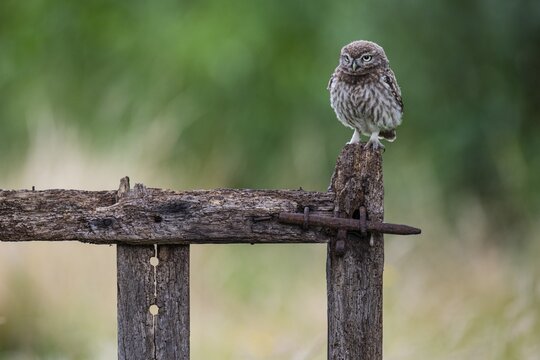 Little owl (Athene noctua), Vechta, Lower Saxony, Germany