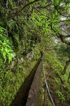 Hikers on a narrow path along a levada, in dense forest, Levada do Caldeir&atilde;o Verde, Parque Florestal das Queimadas, Madeira, Portugal