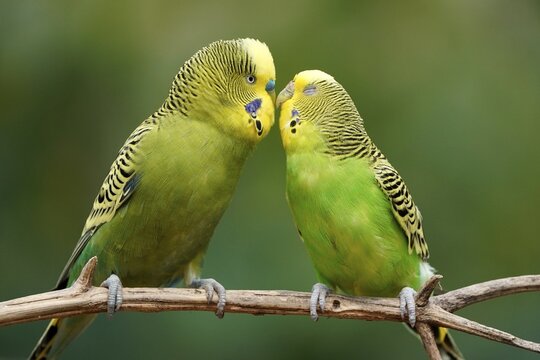 Budgie (Melopsittacus undulatus) mating behaviour, captive, Germany