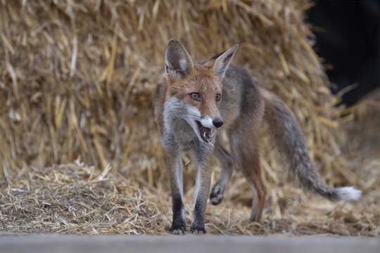 Red fox (Vulpes vulpes) in the straw on a farm, Rhineland-Palatinate, Germany