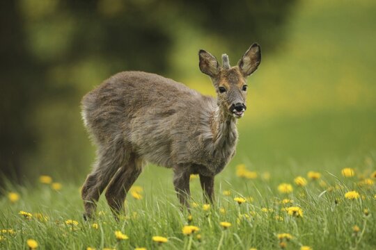 European roe deer (Capreolus capreolus) yearling in winter coat, with a short basal spike secured in dandelion meadow, Allg&auml;u, Bavaria, Germany
