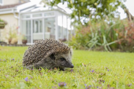 European hedgehog (Erinaceus europaeus) adult animal on a garden grass lawn with a house in the background in summer, England, United Kingdom