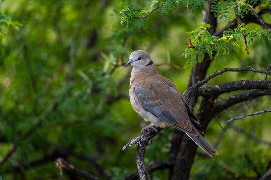 Ring-necked dove or Cape turtle dove (Streptopelia capicola) perched in a tree in the arid Nama Karoo near Beaufort West, Western Cape, South Africa. An indigenous African bird in natural habitat.