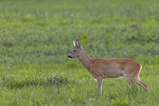 Such an old, experienced roebuck (Capreolus capreolus) knows exactly how to avoid the younger and stronger bucks in order to avoid a fight, leaf time, mating season, August, Germany