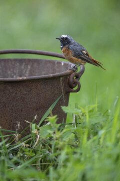 Redstart (Phoenicurus phoenicurus), Vechta, Lower Saxony, Germany